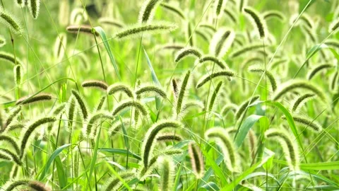 Green foxtail in the summer sun Stock Footage 158593444