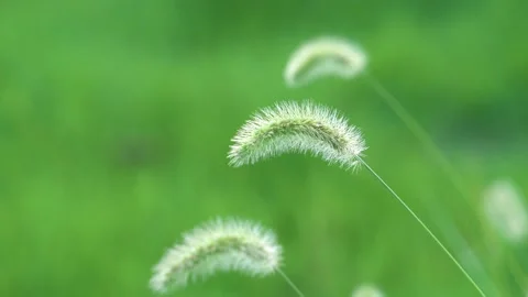 Green foxtail in the summer sun Stock Footage 158593544