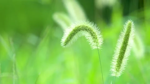 Green foxtail in the summer sun Stock Footage 158593631