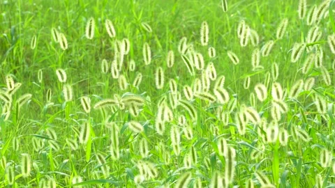 Green foxtail in the summer sun Stock Footage 158593693
