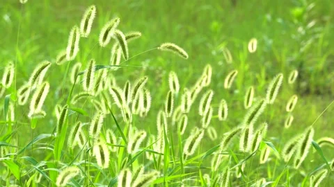 Green foxtail in the summer sun Stock Footage 158593694