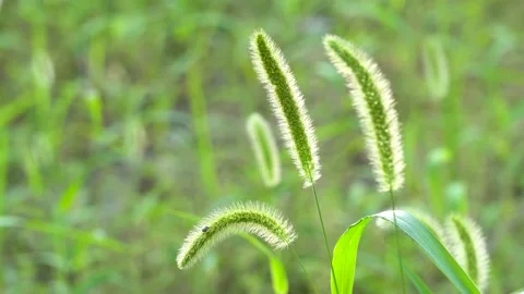 Green foxtail in the summer sun Stock Footage 158593696