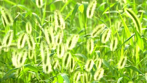 Green foxtail in the summer sun Stock Footage 158593737