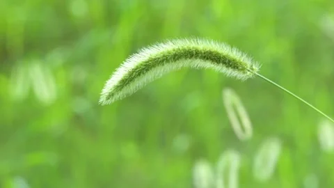 Green foxtail in the summer sun Stock Footage 158593755