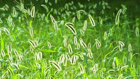 Green foxtail in the summer sun Stock Footage 158593772