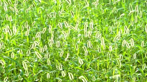 Green foxtail in the summer sun Stock Footage 158598786