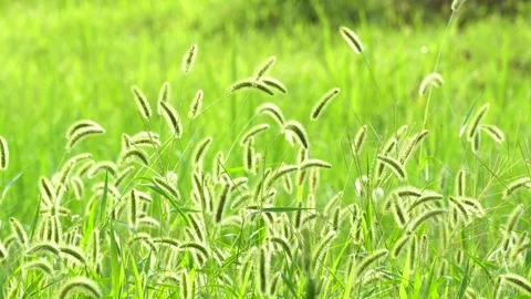 Green foxtail in the summer sun Stock Footage 158598795