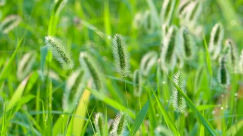 Green foxtail in the summer sun Stock Footage 158598798