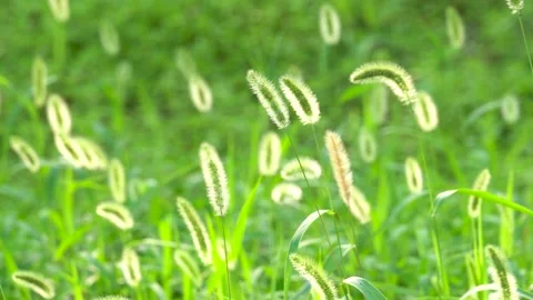 Green foxtail in the summer sun Stock Footage 158598806