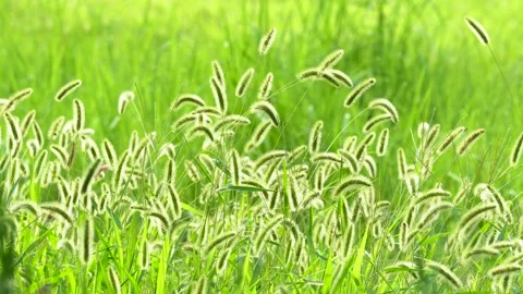 Green foxtail in the summer sun Stock Footage 158598848