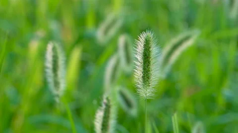 Green foxtail in the summer sun Stock Footage 158599571