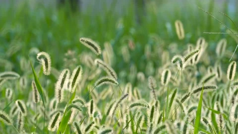 Green foxtail in the summer sun Stock Footage 158599850