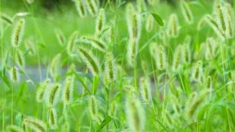Green foxtail in the summer sun Stock Footage 158599993