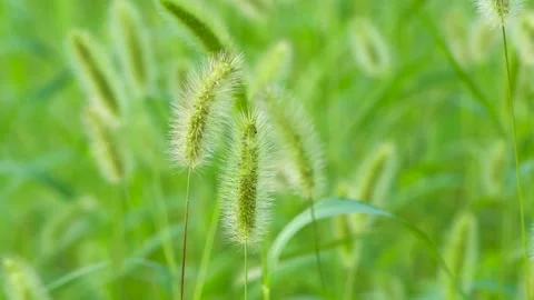 Green foxtail in the summer sun Stock Footage 158599994