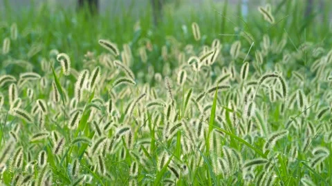 Green foxtail in the summer sun Stock Footage 158599995