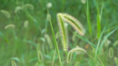 Green foxtail in the summer sun Stock Footage 158600793