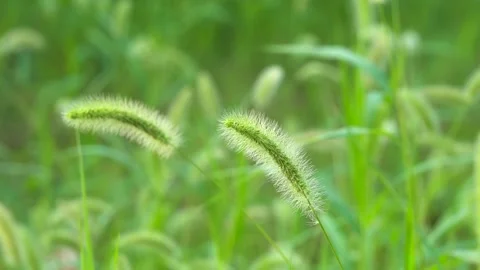 Green foxtail in the summer sun Stock Footage 158600796
