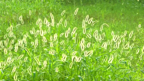Green foxtail in the summer sun Stock Footage 158600855