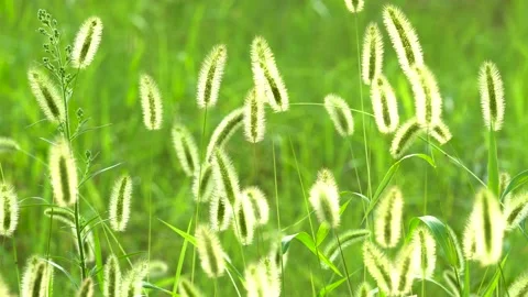 Green foxtail in the summer sun Stock Footage 158600858