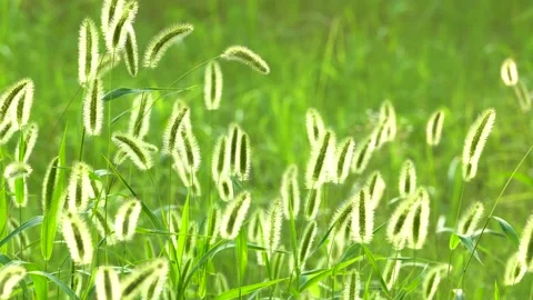 Green foxtail in the summer sun Stock Footage 158600859