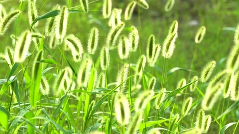 Green foxtail in the summer sun Stock Footage 158600957
