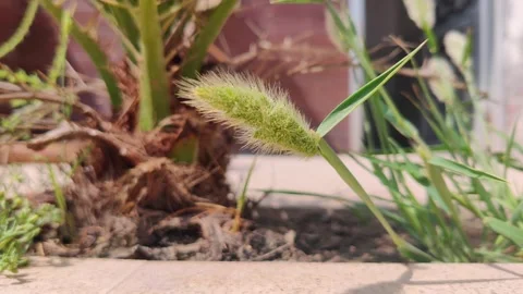 Green foxtail with wind on the garden Stock-Footage 247734551