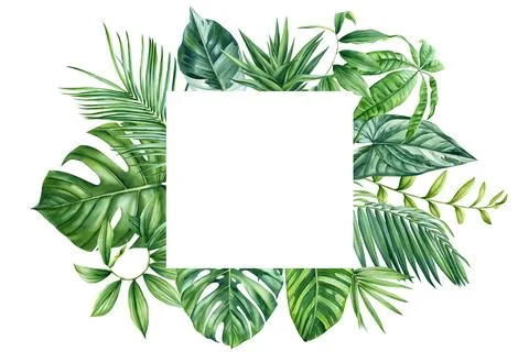 Green frame. Tropical flower leaf. Luxury botanical clipart, Organic plant Stock Illustration