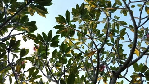 Green frangipani tree branches and leaves 库存影片 334920619