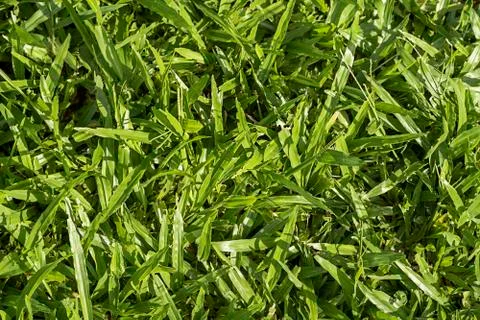 Green frash grass leafs. background texture. Stock Photos