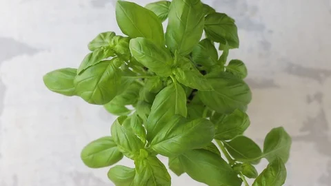 Green fresh basil on ceramic table Video stock 116734937