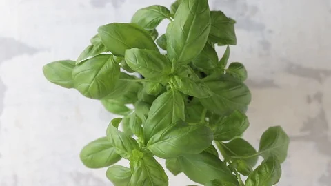 Green fresh basil on ceramic table Stock Footage 116734968