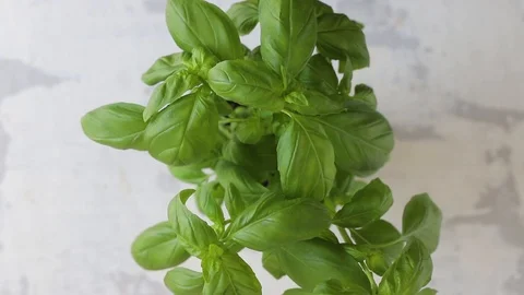 Green fresh basil on ceramic table Video stock 116735114