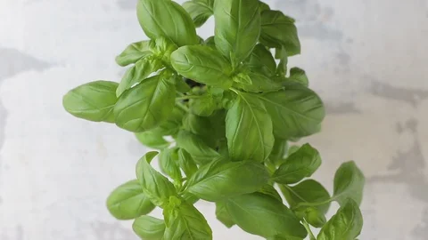 Green fresh basil on ceramic table Video stock 116736420