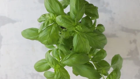 Green fresh basil on ceramic table Video stock 116736446