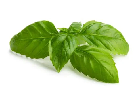 Green fresh basil leaves Stock Photos