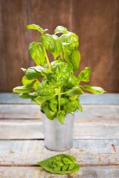 Green fresh basil Foto stock
