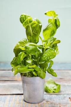 Green fresh basil Stock Photos
