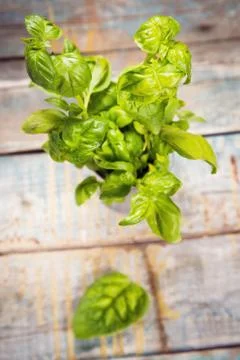 Green fresh basil Foto stock