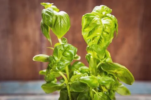 Green fresh basil Stock Photos