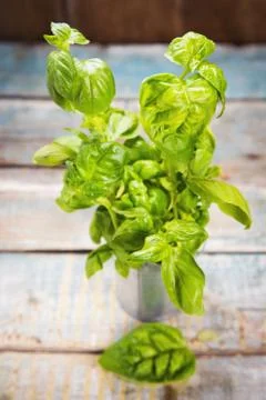 Green fresh basil Stock Photos