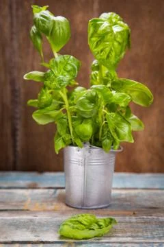 Green fresh basil Foto stock