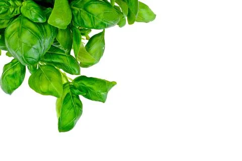 Green Fresh Basil Stock Photos