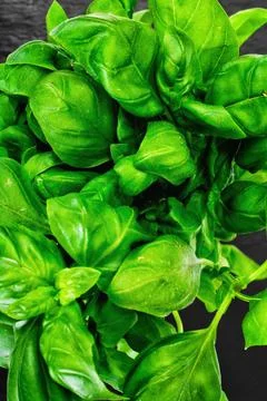 Green Fresh Basil Stock Photos