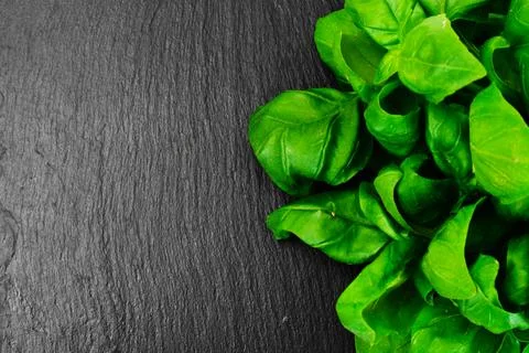 Green Fresh Basil Stock Photos