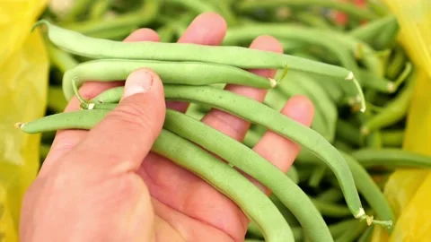 Green fresh bean vegetable in a cook's hand, a large amount of fresh beans, Stock Footage 157913752