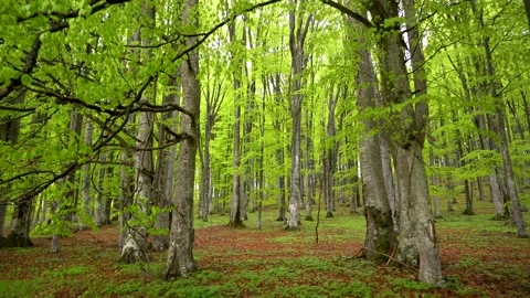Green fresh beech forest in spring season. Walking inside the mountain forest. 스톡 동영상 150592640
