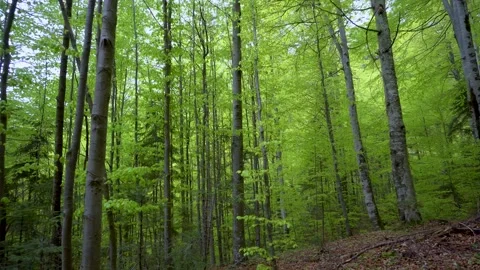 Green fresh beech forest in spring season. Walking inside the mountain forest. Stock Footage 150593940
