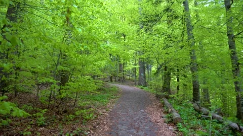 Green fresh beech forest in spring season. Walking inside the mountain forest. 스톡 동영상 150593979