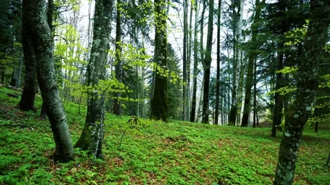 Green fresh beech forest in spring season. Walking inside the mountain forest. Stock-Footage 150594507