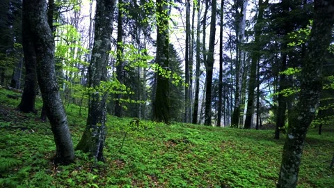 Green fresh beech forest in spring season. Walking inside the mountain forest. 스톡 동영상 150594510